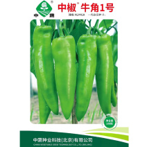 中椒牛角1号牛角椒种子尖椒种籽春秋冬辣椒种孑四季蔬菜籽