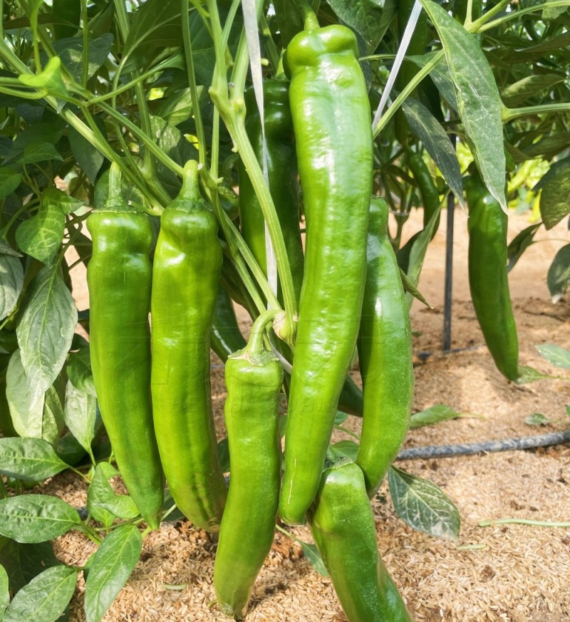 中椒牛角1号牛角椒种子尖椒种籽春秋冬辣椒种孑四季蔬菜籽