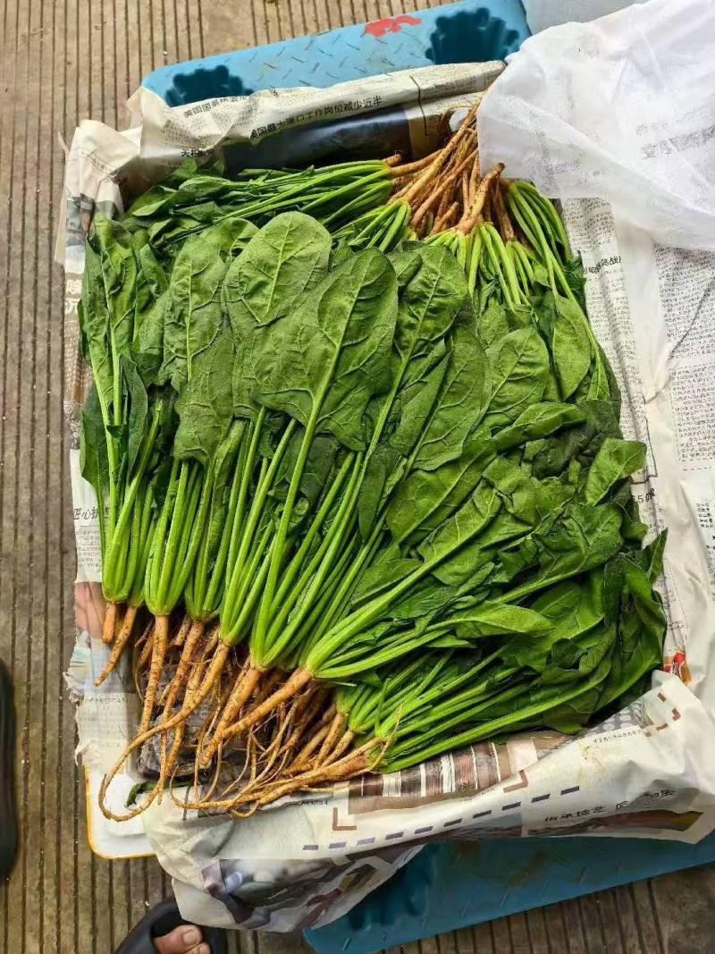 精品菠菜货源充足量大从优价格实惠产地一手货源