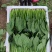 精品菠菜货源充足量大从优价格实惠产地一手货源