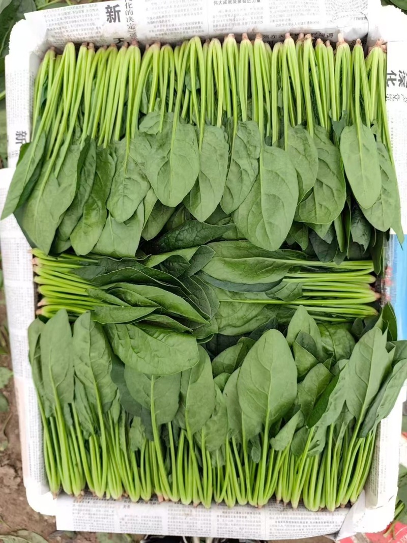 精品菠菜货源充足量大从优价格实惠产地一手货源