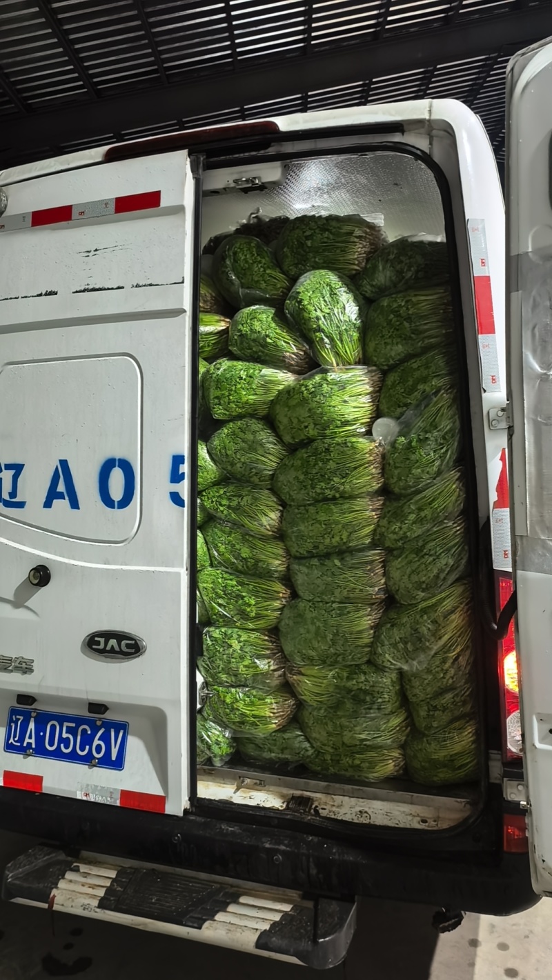 河北铁杆香菜价格美丽质量好走货快欢迎询价正在热卖量大从优