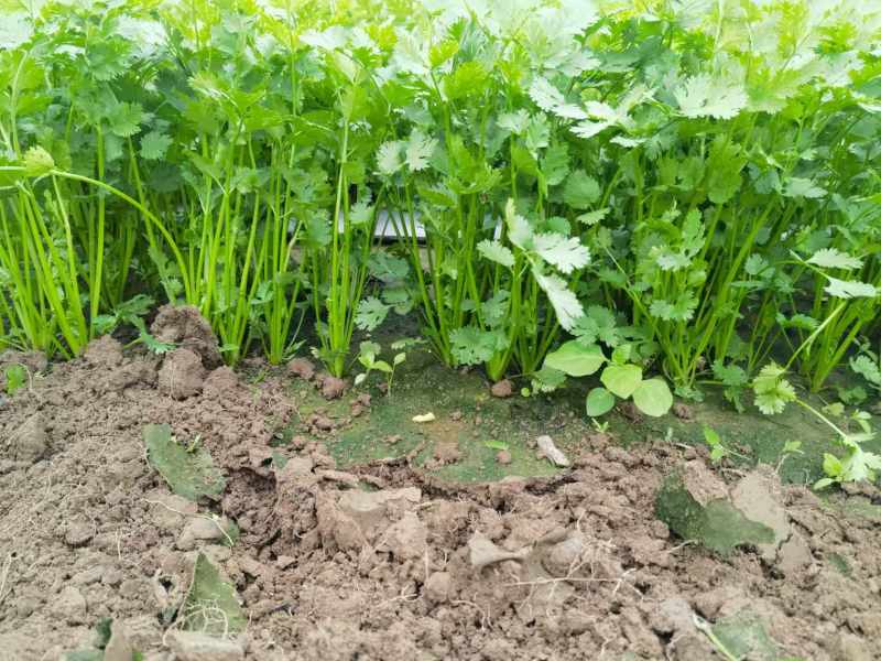 河北铁杆香菜价格美丽质量好走货快欢迎询价正在热卖量大从优