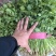 河北铁杆香菜价格美丽质量好走货快欢迎询价正在热卖量大从优