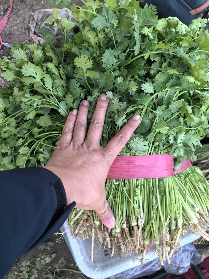 河北铁杆香菜价格美丽质量好走货快欢迎询价正在热卖量大从优