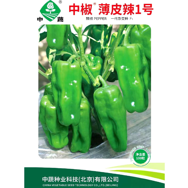 中椒薄皮辣1号辣椒种子薄皮椒种子春季四季种籽高产盆栽
