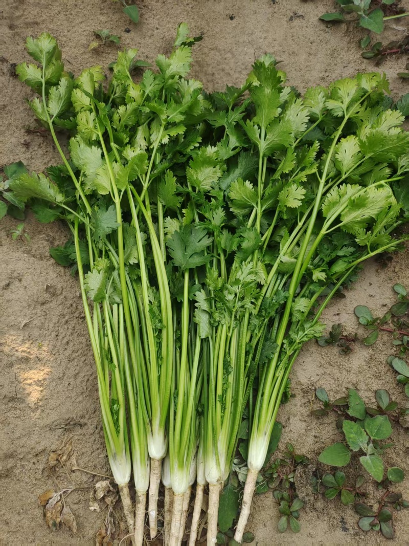 唐山铁杆香菜新鲜上市价格美丽质量好走货快欢迎询价正在热卖