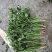 唐山铁杆香菜新鲜上市价格美丽质量好走货快欢迎询价正在热卖