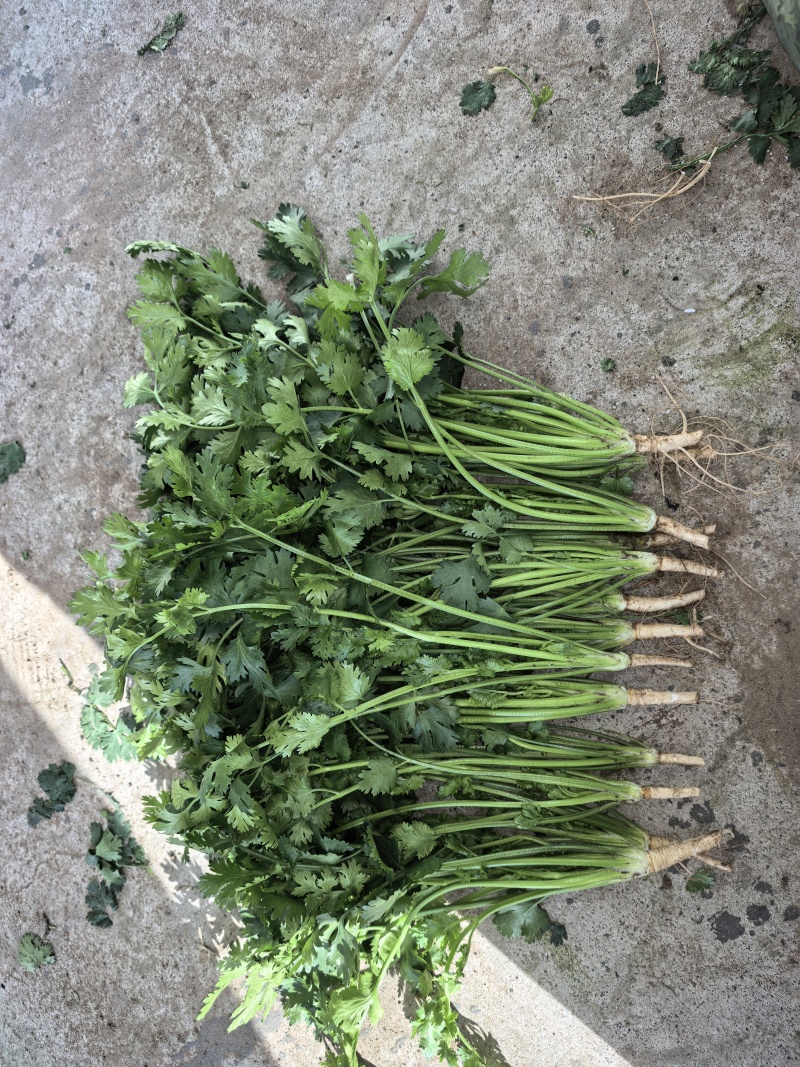 唐山铁杆香菜新鲜上市价格美丽质量好走货快欢迎询价正在热卖