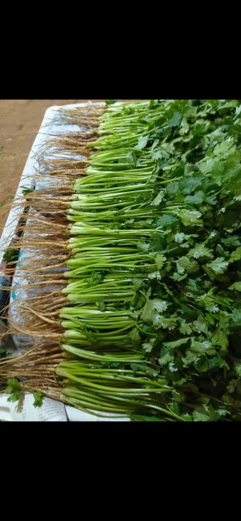 唐山铁杆香菜新鲜上市价格美丽质量好走货快欢迎询价正在热卖