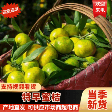 湖南蜜橘，回峰蜜橘，蜜桔，特早蜜橘，普早蜜橘，金秋砂糖橘