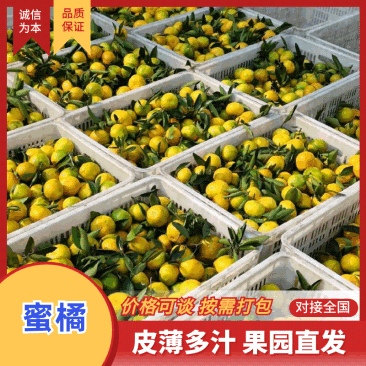 蜜橘湖南蜜橘特早蜜桔普早蜜橘，金秋砂糖橘