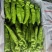 精品尖椒大量上市量大价优品质无忧对接全国各大市场