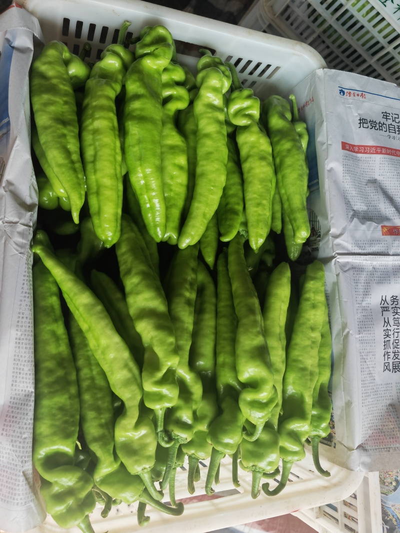精品尖椒大量上市量大价优品质无忧对接全国各大市场