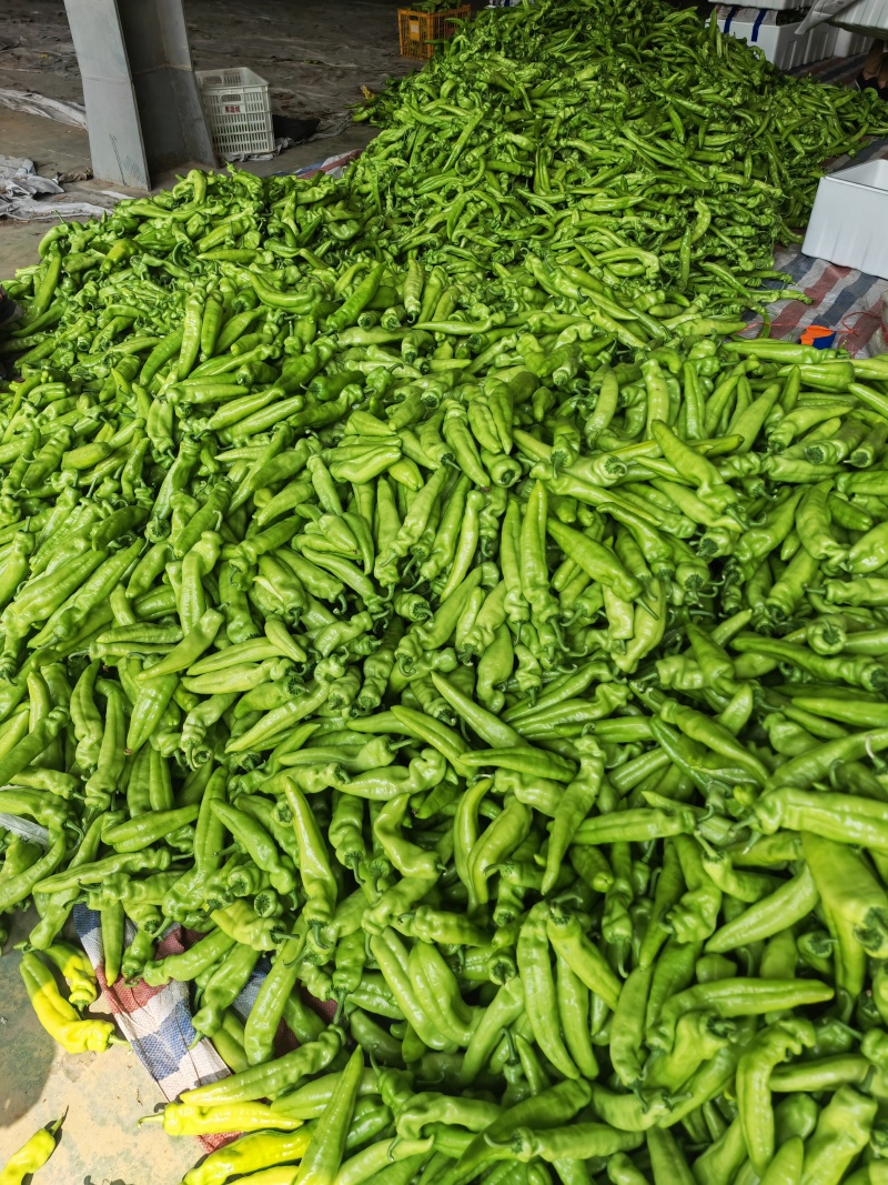 精品尖椒大量上市量大价优品质无忧对接全国各大市场