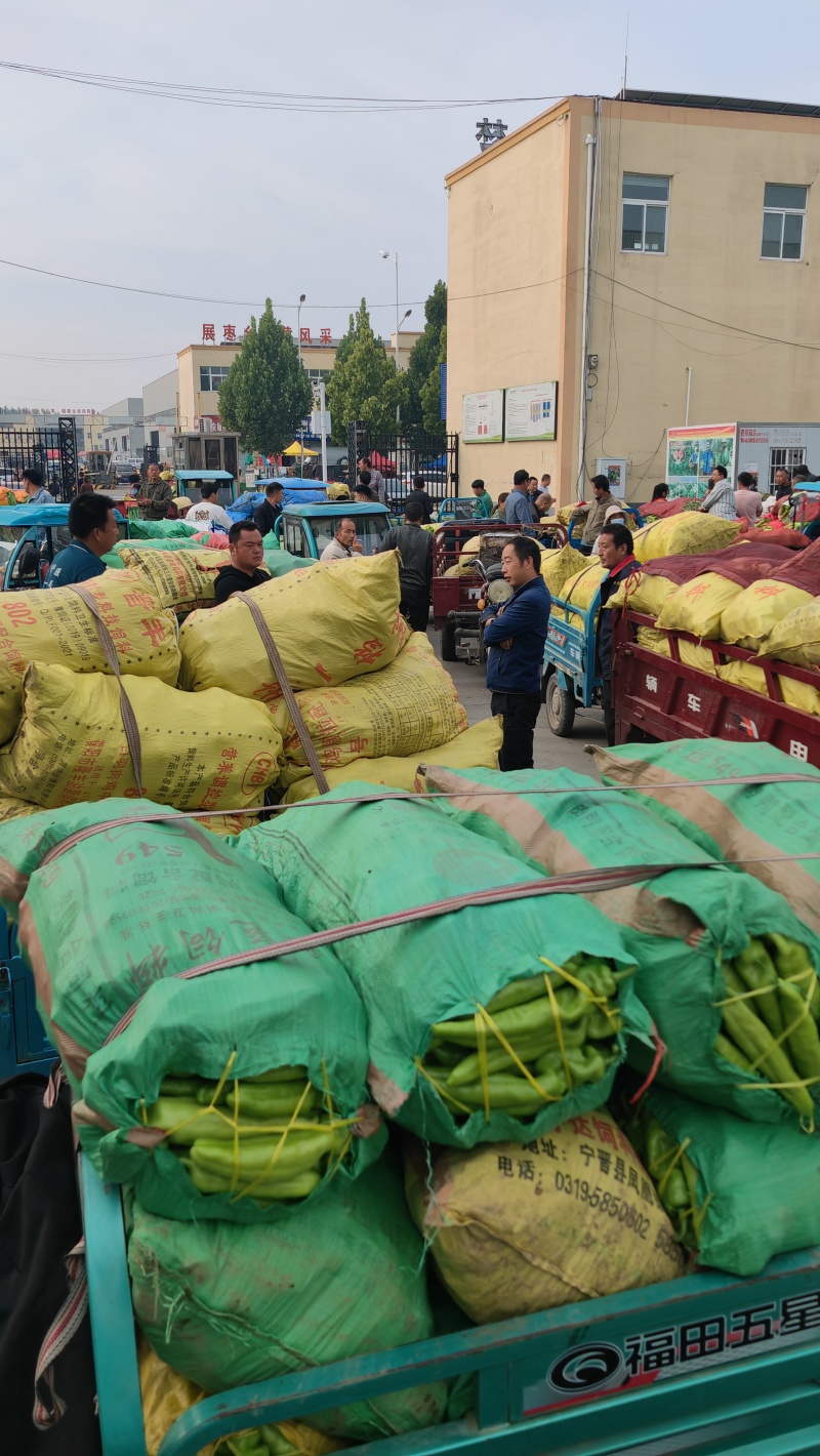 精品尖椒大量上市量大价优品质无忧对接全国各大市场