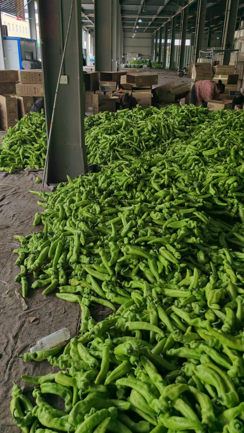 精品尖椒大量上市量大价优品质无忧对接全国各大市场