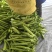 精品尖椒大量上市量大价优品质无忧对接全国各大市场