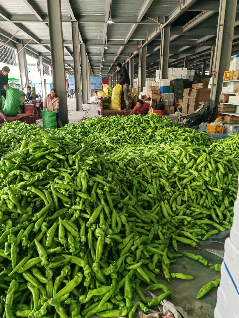 精品尖椒大量上市量大价优品质无忧对接全国各大市场