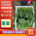 精品菠菜货源充足量大从优价格实惠产地一手货源