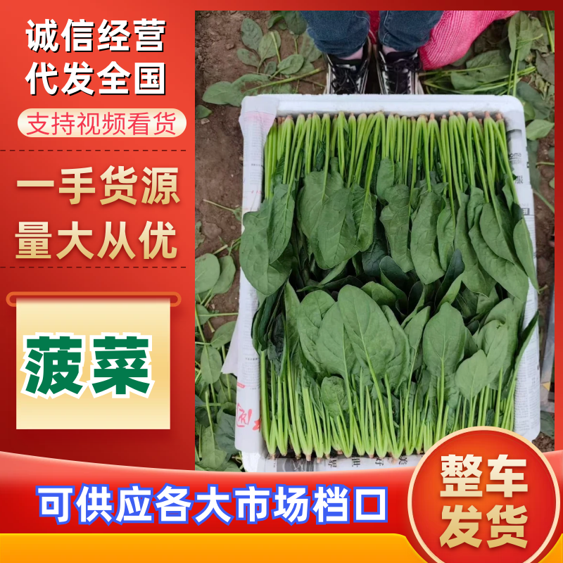 精品菠菜货源充足量大从优价格实惠产地一手货源
