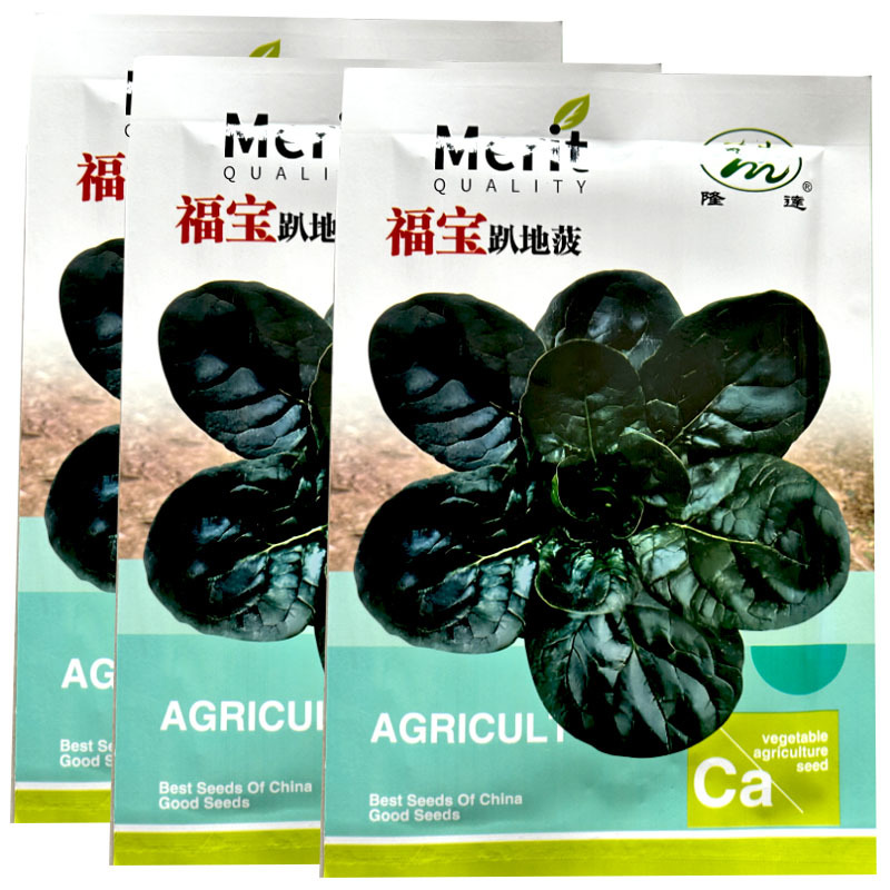 福宝趴地菠菜种子25g深绿墨绿耐寒菠菜种基地品种