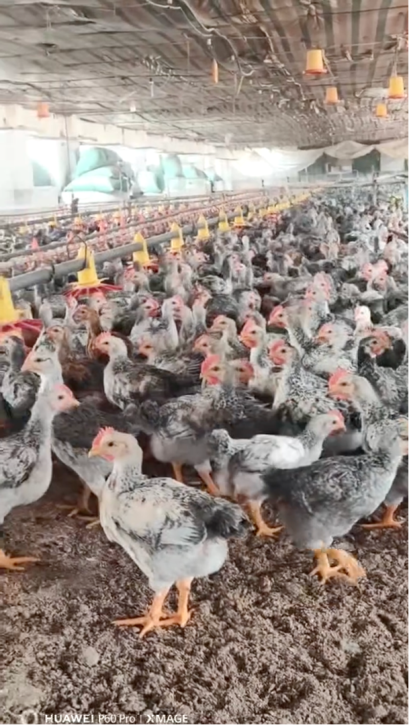 【白芦花鸡苗】预定售苗保质保量对接全国欢迎联系