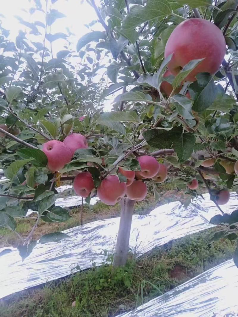 四川凉山精品苹果红将军苹果上市中质量好规格齐全口感脆甜