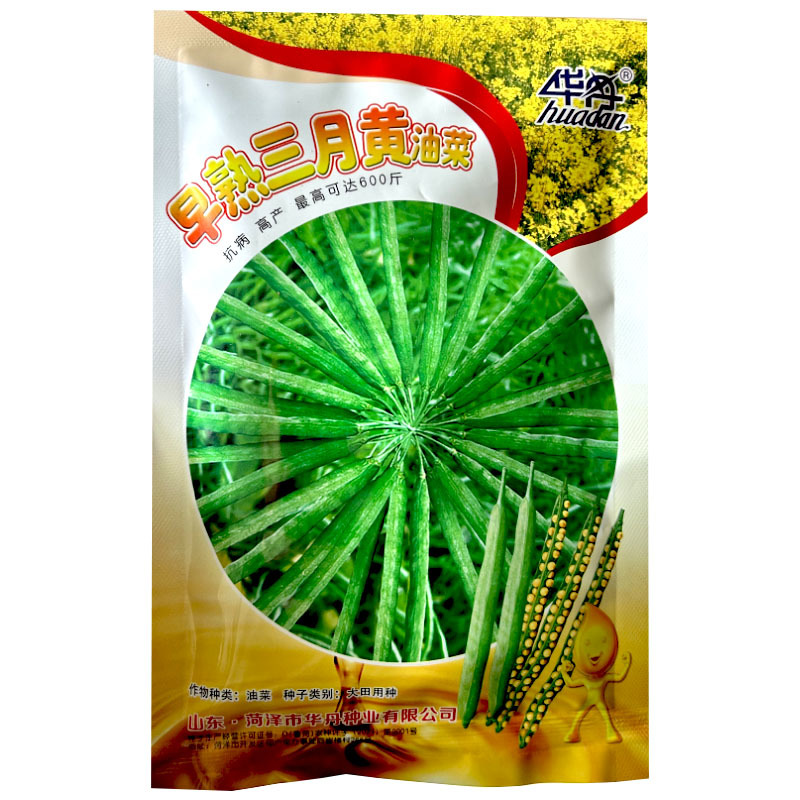 早熟三月黄油菜种子生育期短抗病抗倒伏耐寒榨油用种