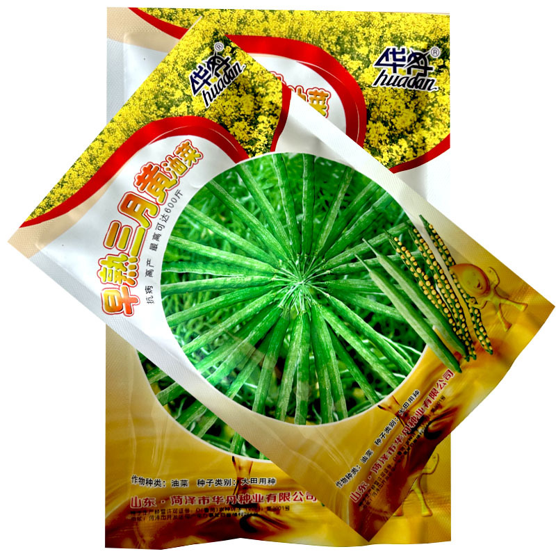 早熟三月黄油菜种子生育期短抗病抗倒伏耐寒榨油用种