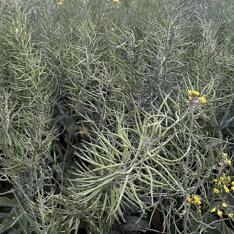 早熟三月黄油菜种子生育期短抗病抗倒伏耐寒榨油用种