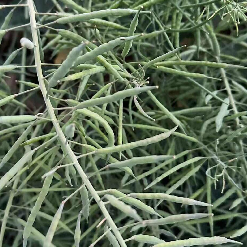 早熟三月黄油菜种子生育期短抗病抗倒伏耐寒榨油用种