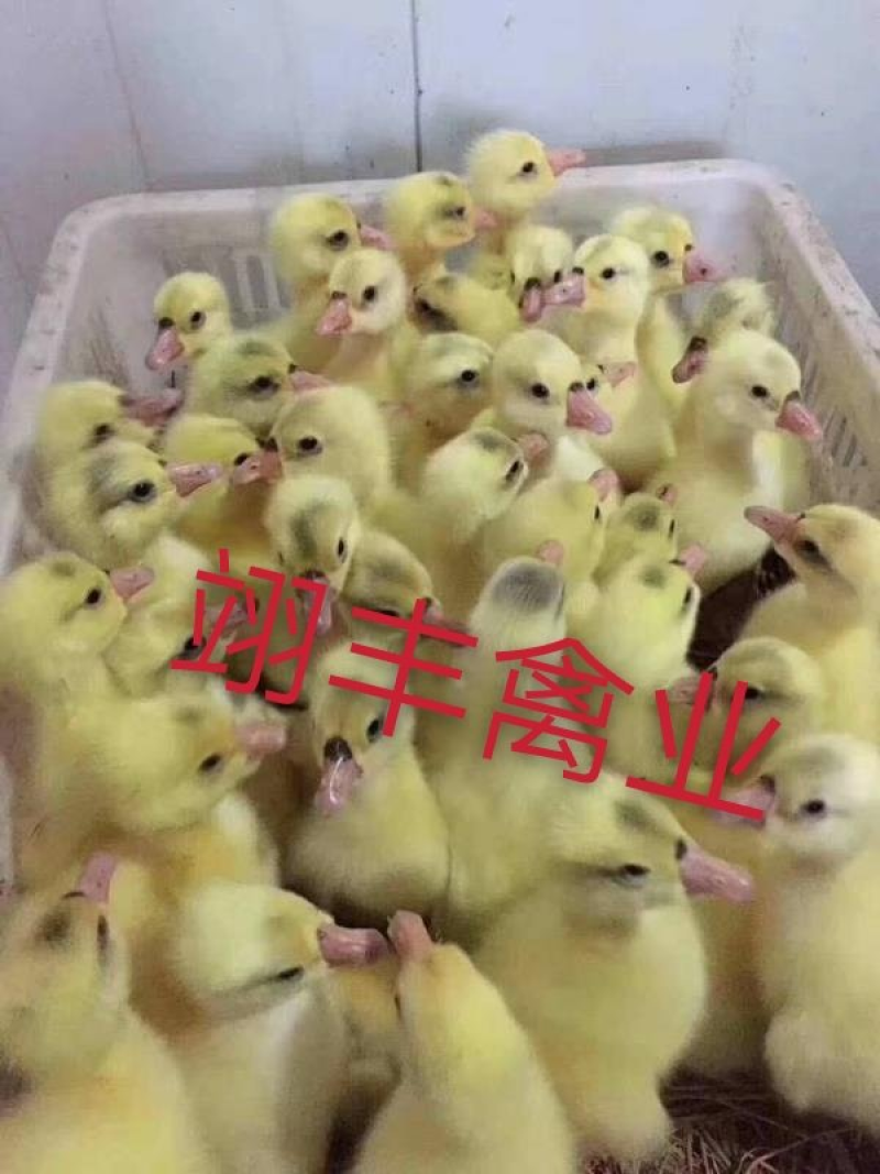 【白鹅苗】已接种疫苗成活率高质量保证欢迎联系