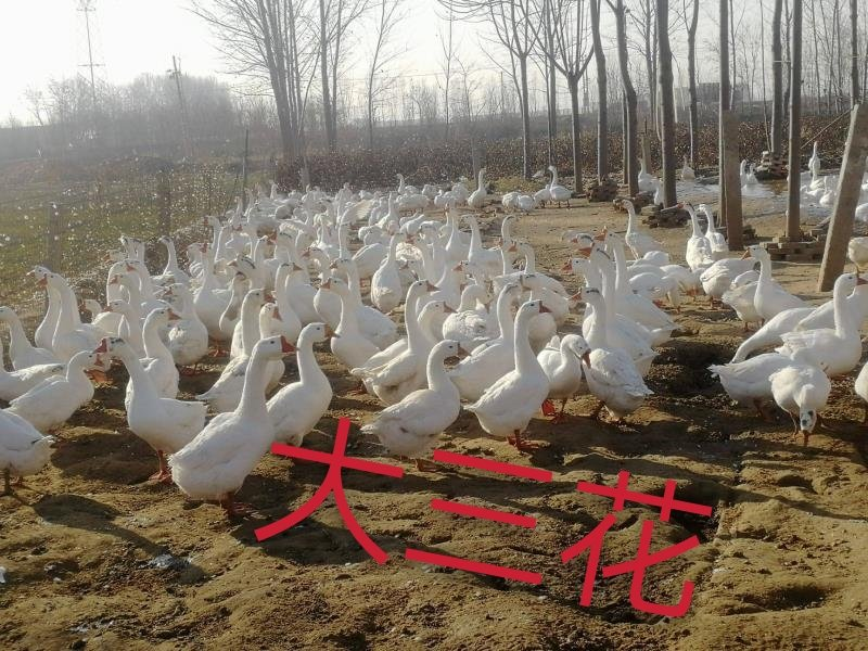 【白鹅苗】已接种疫苗成活率高质量保证欢迎联系
