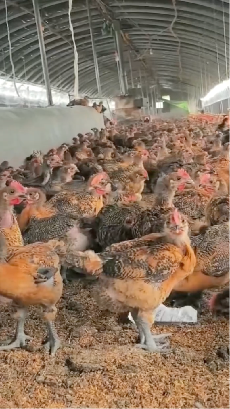 【提供技术】麻鸡苗云南鸡苗土杂鸡苗规格全疫苗成活率高