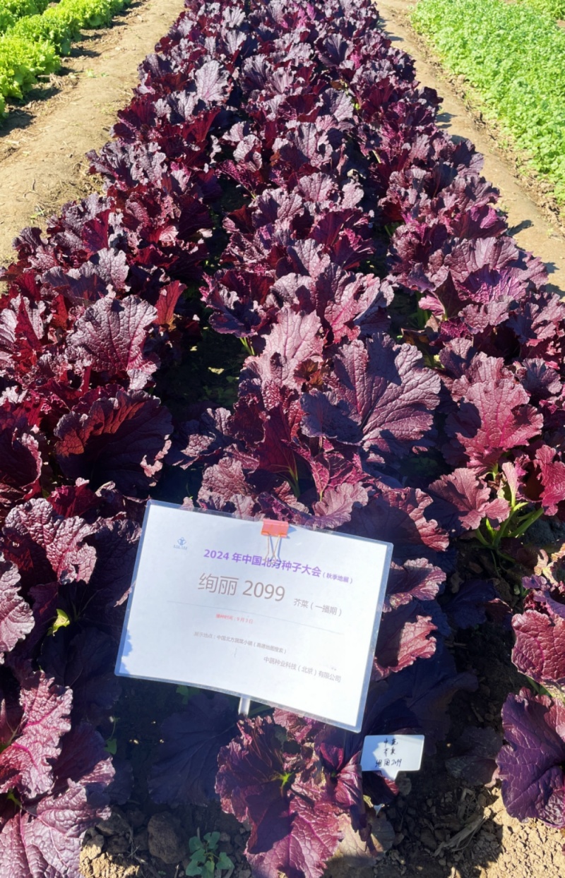 绚丽2099紫芥菜种子水晶菜种子四季紫色蔬菜种籽青菜种子