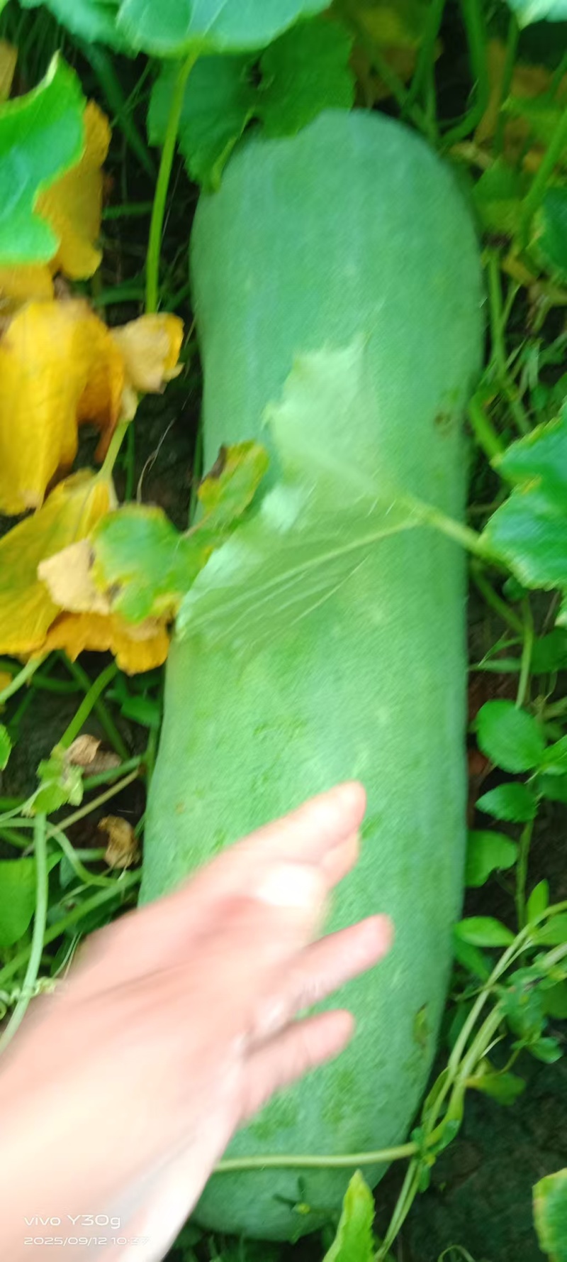 湖北优质长白条，预计九月中旬至十月上市，大量预定中