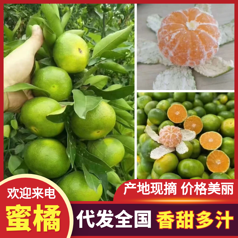 蜜橘湖北蜜橘产地直发品质保障量大优惠保质保量