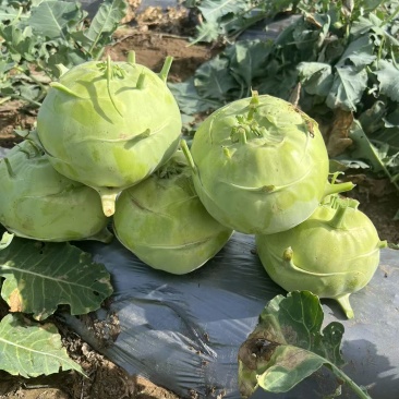 陕西定边有腌制苤蓝，水果苤蓝欢迎下单咨询