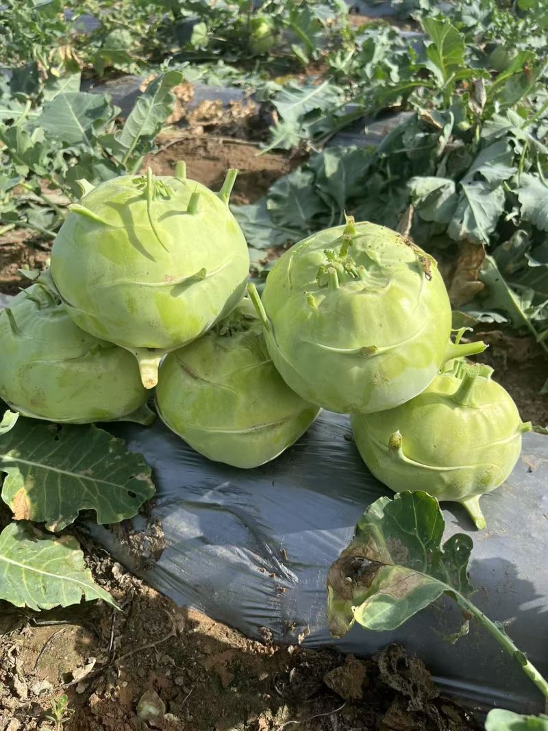陕西定边有腌制苤蓝，水果苤蓝欢迎下单咨询