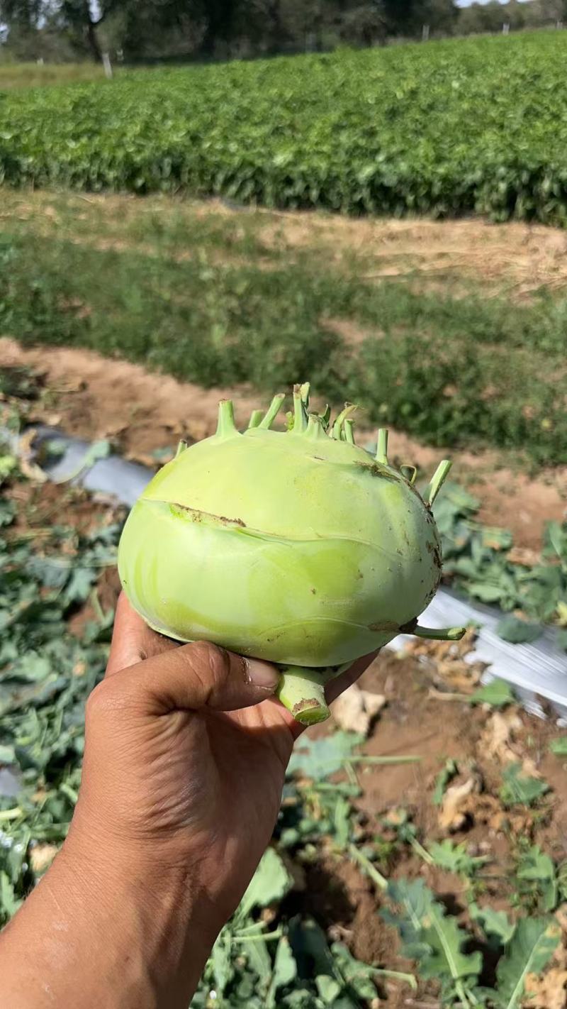 陕西定边有腌制苤蓝，水果苤蓝欢迎下单咨询