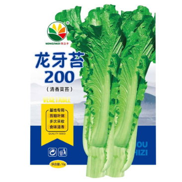 龙牙苔200苔菜种子青菜甜嫩多汁火锅菜味清香基地专用