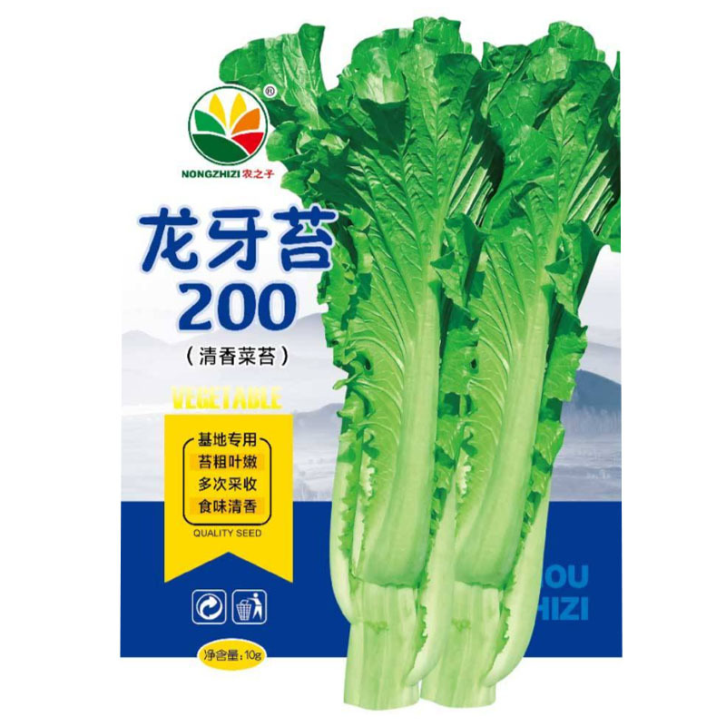 龙牙苔200苔菜种子青菜甜嫩多汁火锅菜味清香基地专用