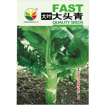 大叶大青芥菜种子棒菜青菜鲜食食腌渍蔬5克/袋大田基地