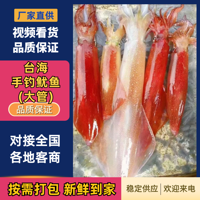 台海手钓鱿鱼(大管)，活冻鱿鱼，可刺身，小件试样十斤1件