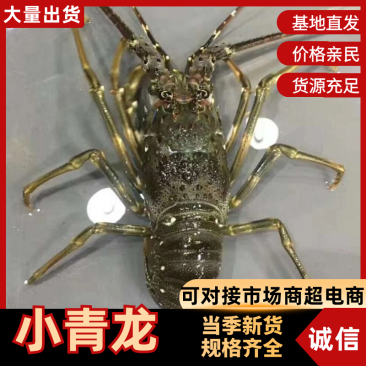 小青龙，每只都有肉，大部分有膏，活冻品质小件试样4斤1件
