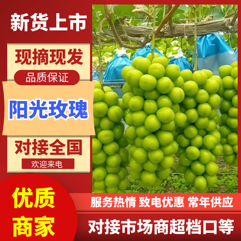 阳光玫瑰实力供货产地直发颗颗饱满可验货代发全国市场
