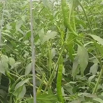 甜椒菜椒【精品推荐】山东辣椒货源充足量大更优惠