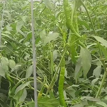 甜椒菜椒【精品推荐】山东辣椒货源充足量大更优惠