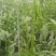 甜椒菜椒【精品推荐】山东辣椒货源充足量大更优惠